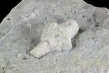 Fossil Crinoid (Uperocrinus) - Missouri #87309-2